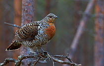 Female Capercaillie (Tetrao urogallus) standing on branch, Jalasjarvi, Finland, April.