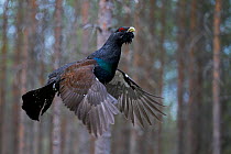 Male Capercaillie (Tetrao urogallus) flying, Jalasjarvi, Finland, April.