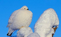 Willow grouse / Ptarmigan (Lagopus lagopus) fluffed up perched in snow, Inari, Finland, February.