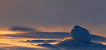 Rock Ptarmigan (Lagopus muta) sitting in snow, Utsjoki, Finland, February.