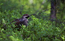 Male Hazel grouse (Tetrastes / Bonasa bonasia) amongst vegetation, Kuusamo, Finland.