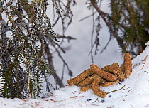 Capercaillie (Tetrao urogallus) droppings on snow, Kuusamo, Finland, April.