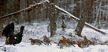 Male Capercaillie (Tetrao urogallus) displaying at lek to a group of females, Vaala, Finland, May.