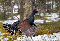 Male Capercaillie (Tetrao urogallus) fyling, Viiksimo Kuhmo, Finland, May.