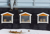 Grey partridges (Perdix perdix) feeding outside farm building, Kauhajoki, Finland, January.