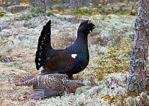 Capercaillie (Tetrao urogallus) pair, male displaying, Jalasjarvi, Finland, April.
