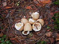 Capercaillie (Tetrao urogallus) nest with eggshells left behind after chicks hatched, Vaala, Finland, June.