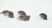 Six Grey partridges (Perdix perdix) feeding in snow, Kauhajoki, Finland, January.