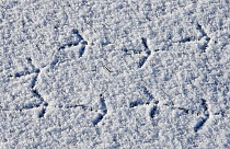 Black grouse (Tetrao / Lyrurus tetrix) foot prints on snow, Utajarvi, Finland, April.