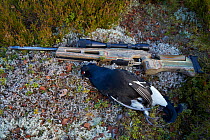 Dead male Black grouse Tetrao / Lyrurus tetrix) next to gun, Kauhajoki, Finland, October.