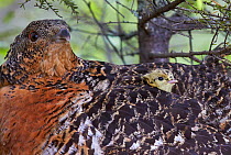 Female Capercaillie (Tetrao urogallus) with a chick looking out from between feathers, Vaala, Finland, June.