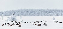 Black grouse (Tetrao / Lyrurus tetrix) flock feeding, Suomussalmi, Finland, January.