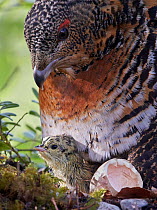 Female Capercaillie (Tetrao urogallus) with newly hatched chick on nest, Kuhmo, Finland, June.