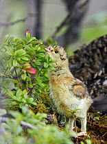 Capercaillie (Tetrao urogallus) chick looking at plant, Kuhmo, Finland, June.