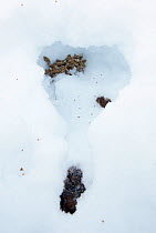 Willow grouse / Ptarmigan (Lagopus lagopus) snow cave and droppings, Utsjoki, Finland, February.