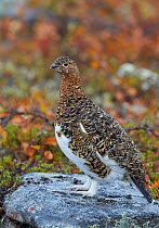Willow grouse / Ptarmigan (Lagopus lagopus) standing on rock, Inari Kiilopaa, Finland, September.