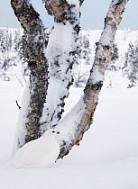 Willow grouse / Ptarmigan (Lagopus lagopus) sitting next to snow covered tree, Inari Kiilopaa, Finland, February.