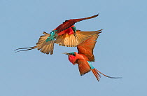 Southern carmine bee-eater (Merops nubicoides) two fighting in flight, Zambezi River, Namibia.