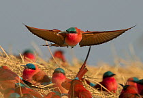 Southern carmine bee-eater (Merops nubicoides) flying over nesting colony on banks of the Zambezi River. Namibia.