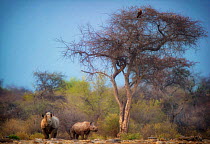 Black rhino (Diceros bicornis) approaching waterhole with her calf close by. Etosha National Park, Namibia