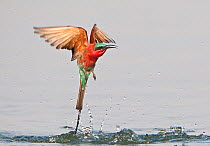 Southern Carmine Bee-Eater (Merops nubicoides) taking off after bathing in the river, Zambezi River, Namibia.