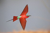 Southern carmine bee-eater (Merops nubicoides) in flight, Zambezi River, Namibia.