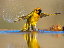 Spectacled weaver (Ploceus ocularis) taking a bath, Zimanga Private Game Reserve, South Africa