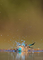 Blue waxbill (Uraeginthus angolensis) taking a bath, Zimanga Private Game Reserve, South Africa