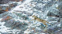 Snow Leopard (Panthera uncia) climbing up mountain slope, Hemis National Park, India, February.