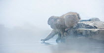 Japanese macaque (Macaca fuscata) baby reaching towards steam from hotspring, Jigokudani, Nagano, Japan. February.