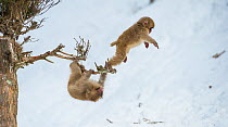 Japanese macaque (Macaca fuscata) two youngsters playing in tree, Jigokudani, Nagano, Japan. February.