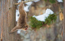 Japanese macaque (Macaca fuscata) playful youngter hanging from tree, Jigokudani, Nagano, Japan.