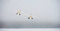 Two Whooper swans (Cygnus cygnus) taking off from frozen lake, Kussharo, Hokkaido, Japan.