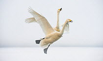 Two Whooper swans (Cygnus cygnus) taking off from frozen lake, Kussharo, Hokkaido, Japan.
