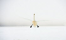 Whooper swan (Cygnus cygnus) taking off from frozen lake, Kussharo, Hokkaido, Japan.