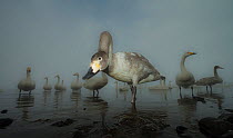 Whooper swans (Cygnus cygnus) juvenile with adults behind, on frozen Lake Kussharo, Hokkaido, Japan. February.