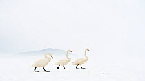 Whooper swans (Cygnus cygnus) group of three, camouflaged on frozen lake, Kussharo, Hokkaido Japan.