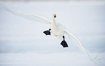 Whooper swan (Cygnus cygnus) mid flight over the frozen lake, Kussharo, Hokkaido, Japan.