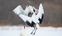 Japanese cranes (Grus japonensis) in courtship dance,  Hokkaido Japan, March.