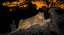 Lioness (Panthera leo) on fallen tree at sunset, Okavango Delta Botswana