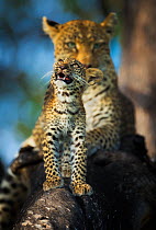 Leopard (Panthera pardus) cub looking up at birds (out of frame) with mother in background,  Khwai River, Botswana. Highly commended in the Mammals category of the Asferico Photography Competition 201...