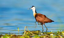 African jacana (Actophilornis africanus) male holding his youngsters safely under his wings whilst walking. Chobe National Park, Botswana.