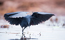 Black heron (Egretta ardesiaca) fishing and using wings to create an area of shade to attract fish, on the banks of the Chobe River, Botswana.
