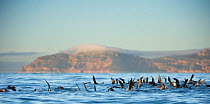 South African fur seals (Arctocephalus pusillus pusillus) group swimming near, surface to regulate posture in behaviour known as 'sailing'. False Bay, Cape Town, South Africa.