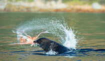 South African fur seal (Arctocephalus pusillus pusillus) bull  breaking apart octopus. False Bay, Cape Town, South Africa.