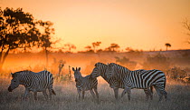 Plains zebra (Equus quagga) group of four including foal at sunset,  Savuti Marsh, Botswana.
