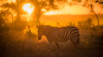 Plains zebra (Equus quagga) at sunset,  Savuti Marsh, Botswana.