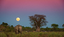 African elephant (Loxodonta africana) grazing in an open field with a full moon rising near Baobab tree (Adansonia digitata). With tourists on safari under the tree.  Savuti Marsh, Botswana, May 2014.