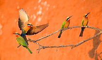 White-fronted bee-eaters (Merops bullockoides) perched near to nesting holes Chobe National Park, Botswana.