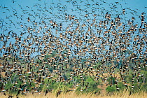 Large flock of Collared pratincoles (Glareola pratincola) taking off from floodplains, Chobe River, Botswana.